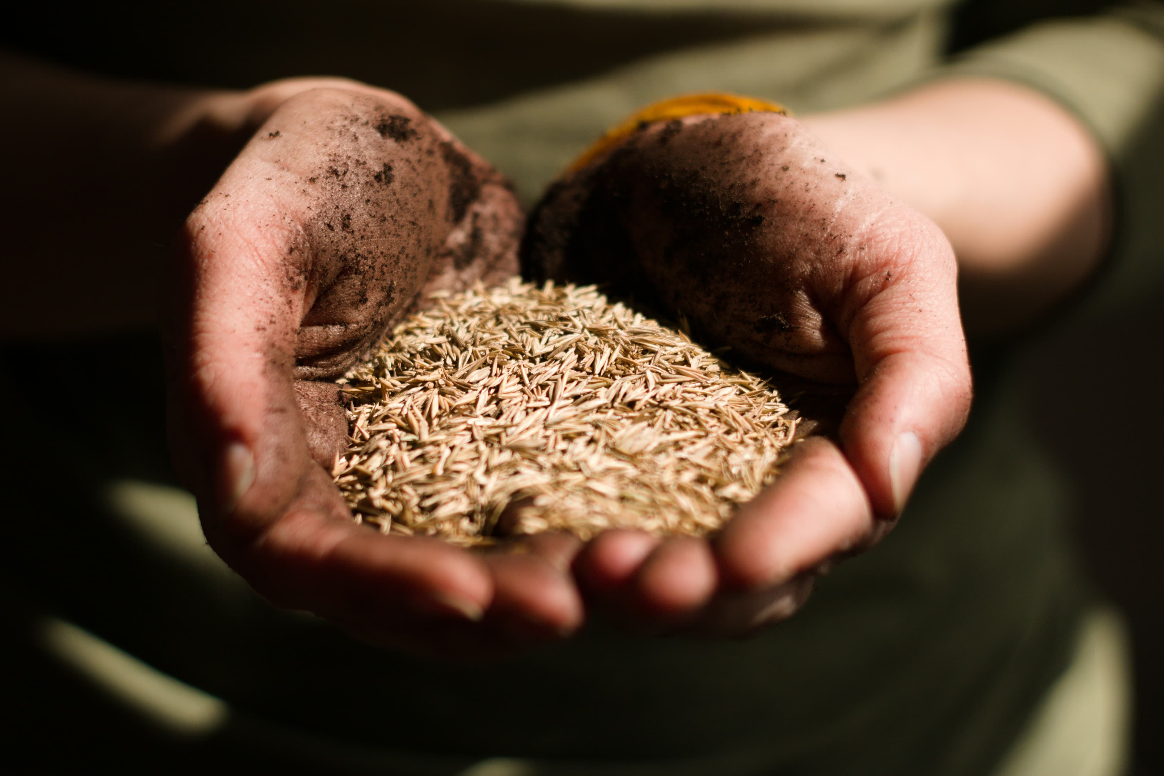 Local community building an agricultural project around shared seeds