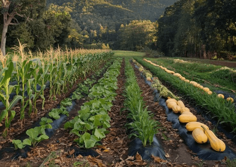 Agricultural landscape made up of diverse crops and flowering strips